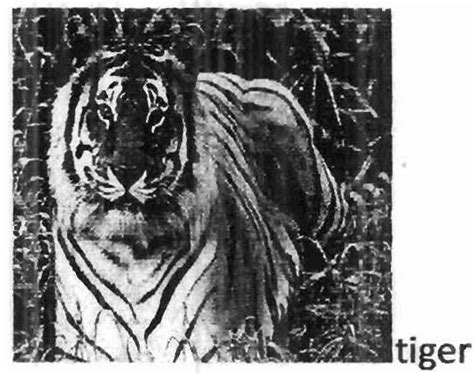 Tiruan Bunyi Raungan Harimau dari Bahan-Bahan Lain